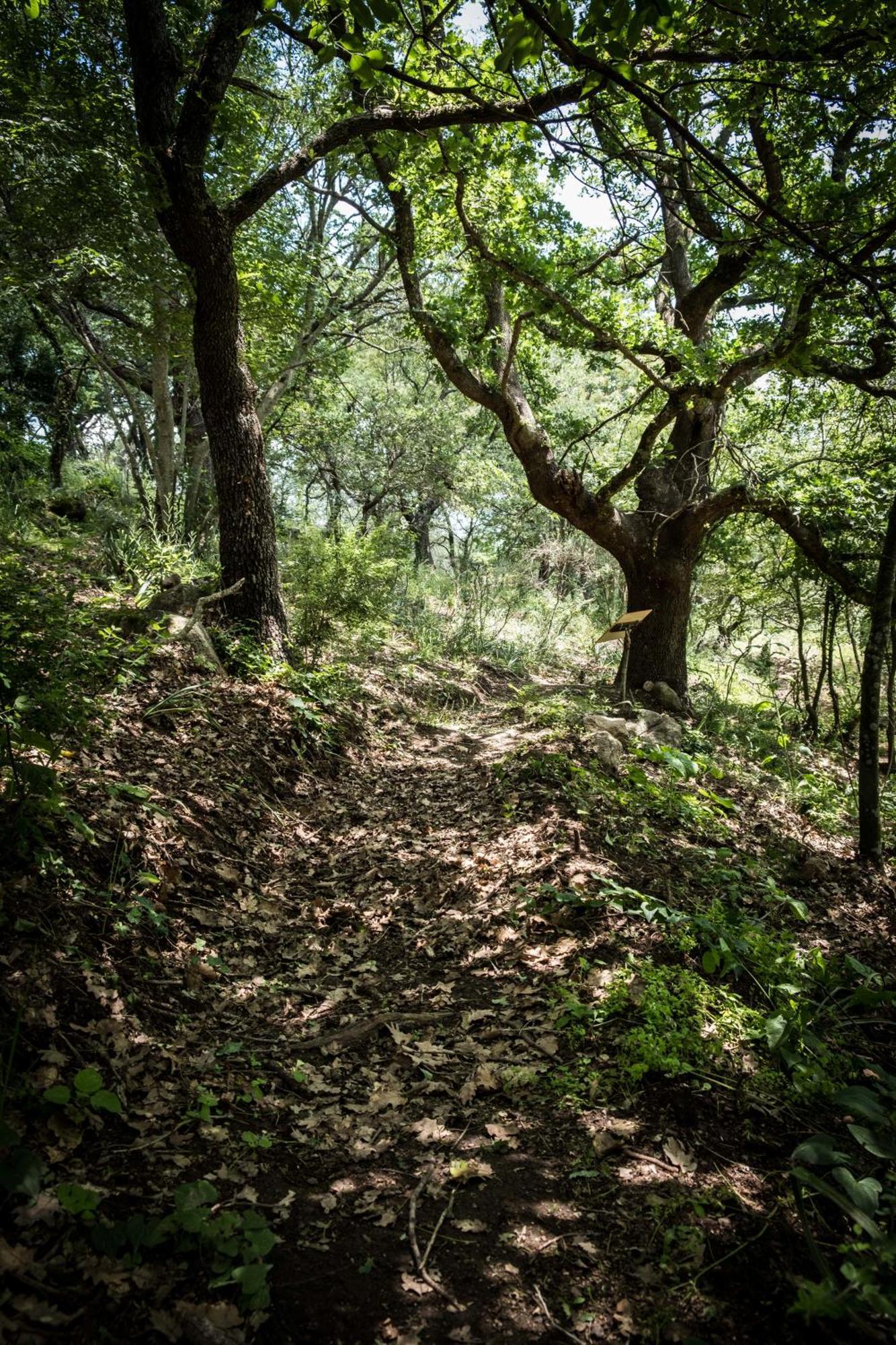 Azienda Agricola Biologica La Cardellina 톨파 외부 사진